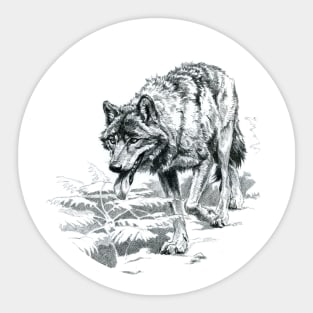 Hunting wolf Sticker